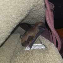 Bat Issues and Problems